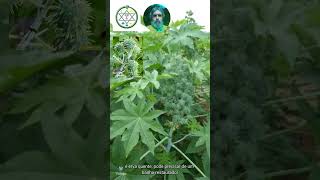 Mamona verde, Ricinus communis L, Ewé Lará ou Lárà funfun  #umbanda #plantas #ervasmagicas #ervas