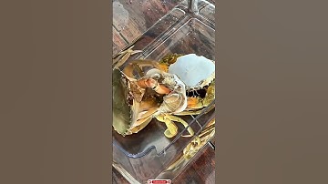 Hình ảnh hiếm gặp trong tự nhiên Cua lột xác #cuabien