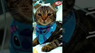 Sick Cat but Still Purring — #shorts #cats #getwellsoon #purring