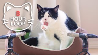 ASMR Cat Grooming  #79 (8 HOUR LOOP, bright version)