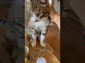 猫の行動にはすべてに理由がありますよね。