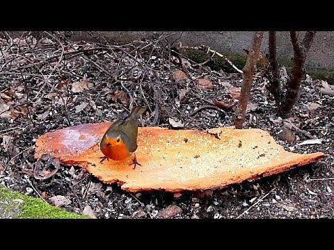 pettirosso,codibugnoli-&-passera-scopaiola-in-corteccia!!