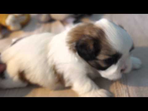 Ivanka, chiot femelle