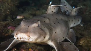 Horn Shark  Animal of the Week