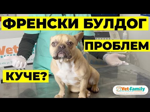 Видео: Как да стигнем до моя булдог мускулест