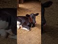 fun time #cow #sidhumoosewala #farming #shortsviral