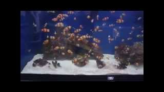 STEM in DSM: A virtual tour of the Central Campus Aquarium