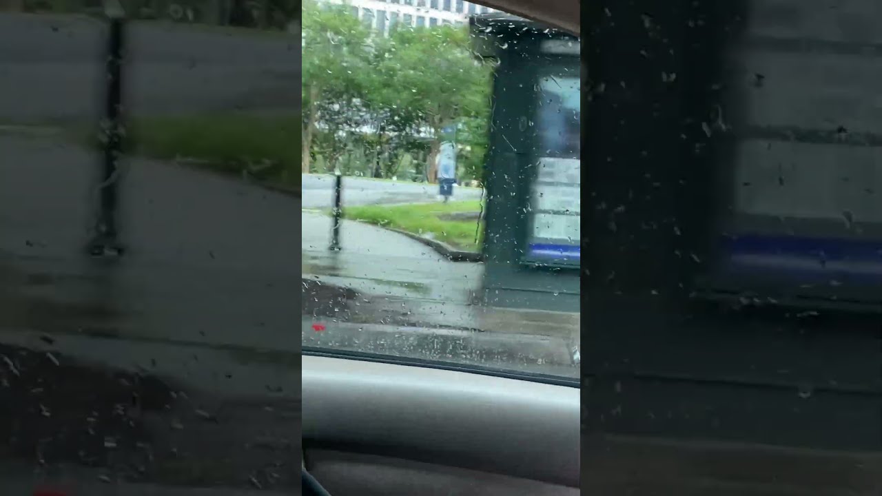MUSHROOMS FOR BINKY ON A RAINY DAY Viral Viralvideo