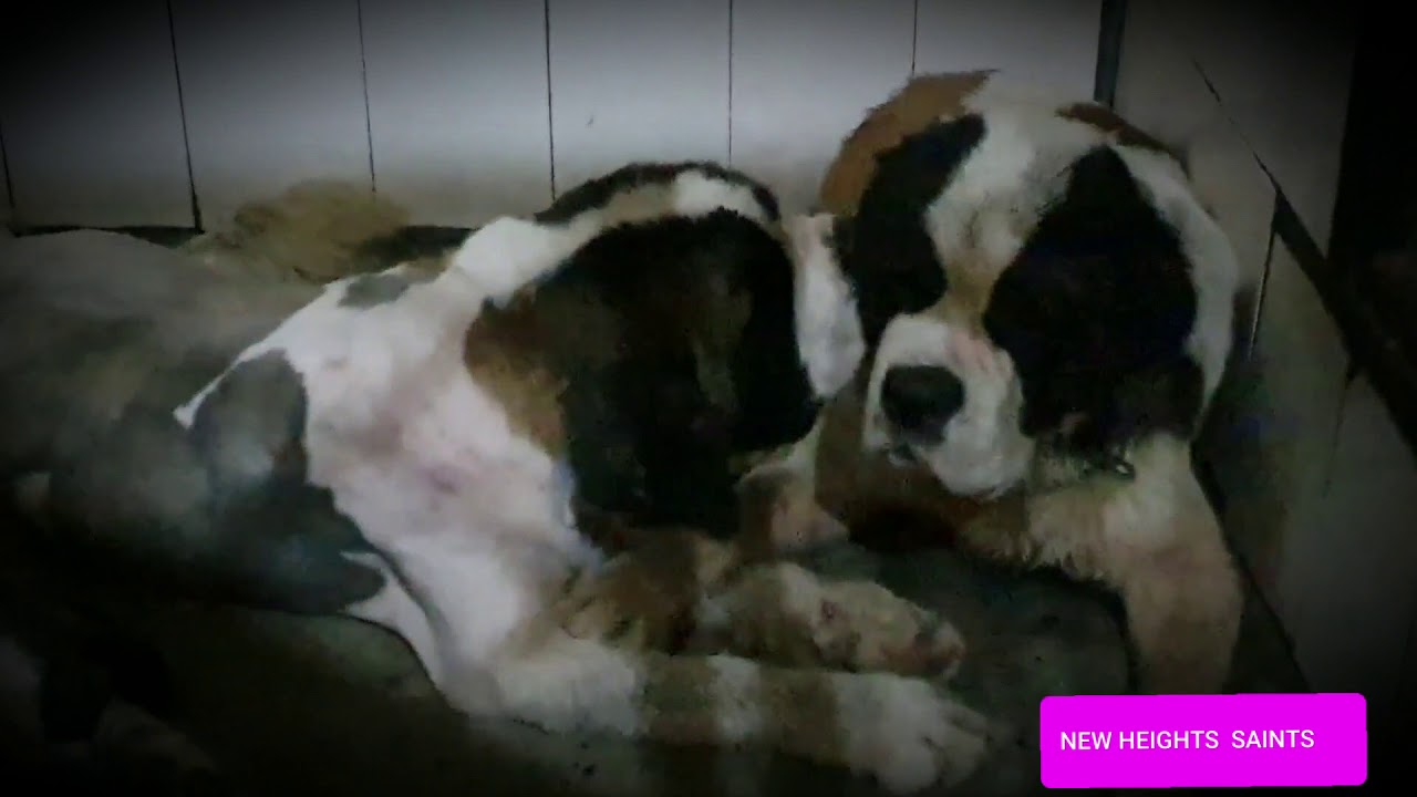 Best saint bernard new heights kennel YouTube