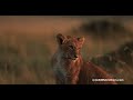 6 month old cute lions playing in the morning sunlight