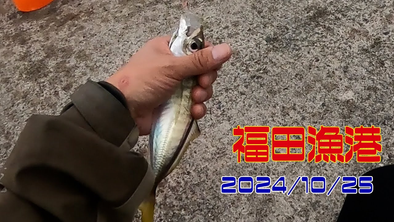 アジ釣り最高です。福田漁港で遠投投げウキサビキ釣り　アジ狙い　2024/10/25
