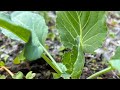 Protecting cabbage 🥬 sapling from pests and insects 🐜 #protectingplantsfrompestsandinsects