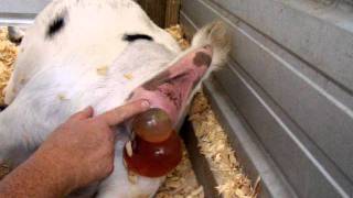 Absolutely Amazing Nigerian Dwarf Goat Birth from start to finish GOAT MENTOR CENTER