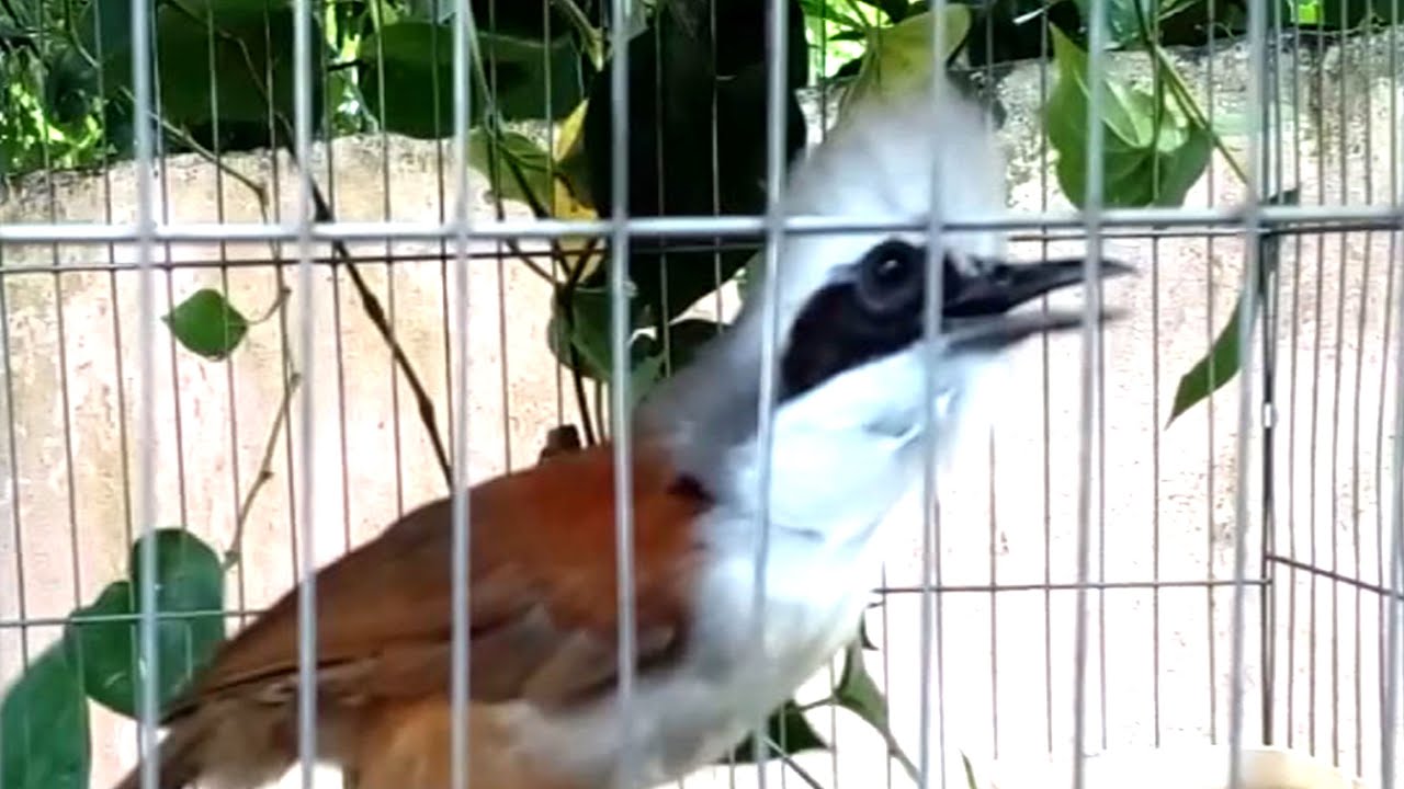 เสียงนกกะรางหัวหงอกตัวเมียร้อง 20