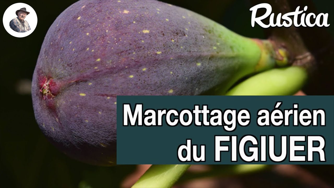 Multiplier un figuier par marcottage aérien