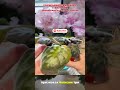 Пятна на листьях: грибок или ошибка ухода?