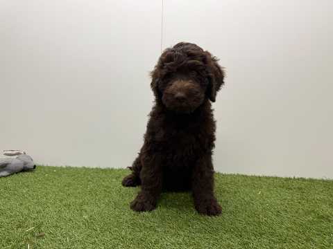Video van Labradoodle Male Chocolat - PUP-ID 002104464 | Dierenhof Debrabandere