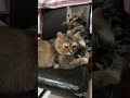 Cuteness supremacy 🩶🧡 Grey &amp; Zuri 🐾  #cats #pawkids #furparent #catbreed #persian