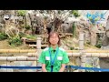 Hong Kong-Born Giant Pandas Jia Jia And De De Turned Two | iPanda
