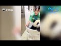 Hong Kong-Born Giant Pandas Jia Jia And De De Turned Two | iPanda