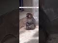 Punch-kun Sitting Peacefully Today #macaquemonkey #shortsyoutube #shortvideo #short #shorts