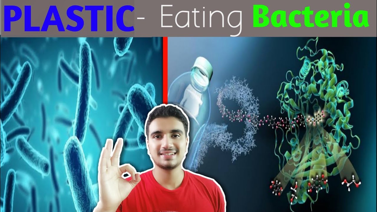 Plastic eating bacteria in Hindi Bacteria that eats plastic. YouTube