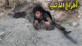 صيد أفراخ الذئب من وسط الصحراء Wolf hunting in ??