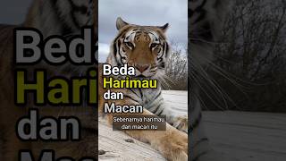 Beda harimau dan macan #shorts
