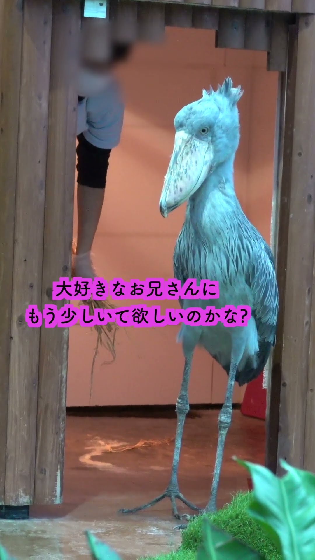 ♡ハシビロコウ♡さま専用ページ ハシビロコウさんのピンバッジ／アクセサリー ピンバッチ こみ