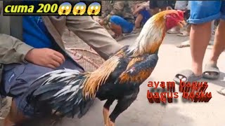 With 200k, You Can Get a Special Chicken, Boss!😱😱 Pecangaan Jepara Chicken Market