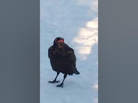 Ворона: Ворон и ворона 😉 #природа #животные #ворона - YouTube