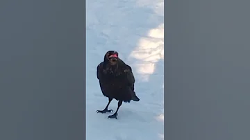 Ворона: Ворон и ворона