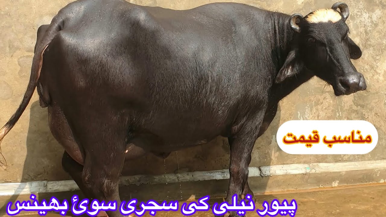 Pure Nili Ki Khoobsorat Bhains For Sale in 92 Animal Tv 03427770977’Nili Ravi Buffalo!7 January 2026