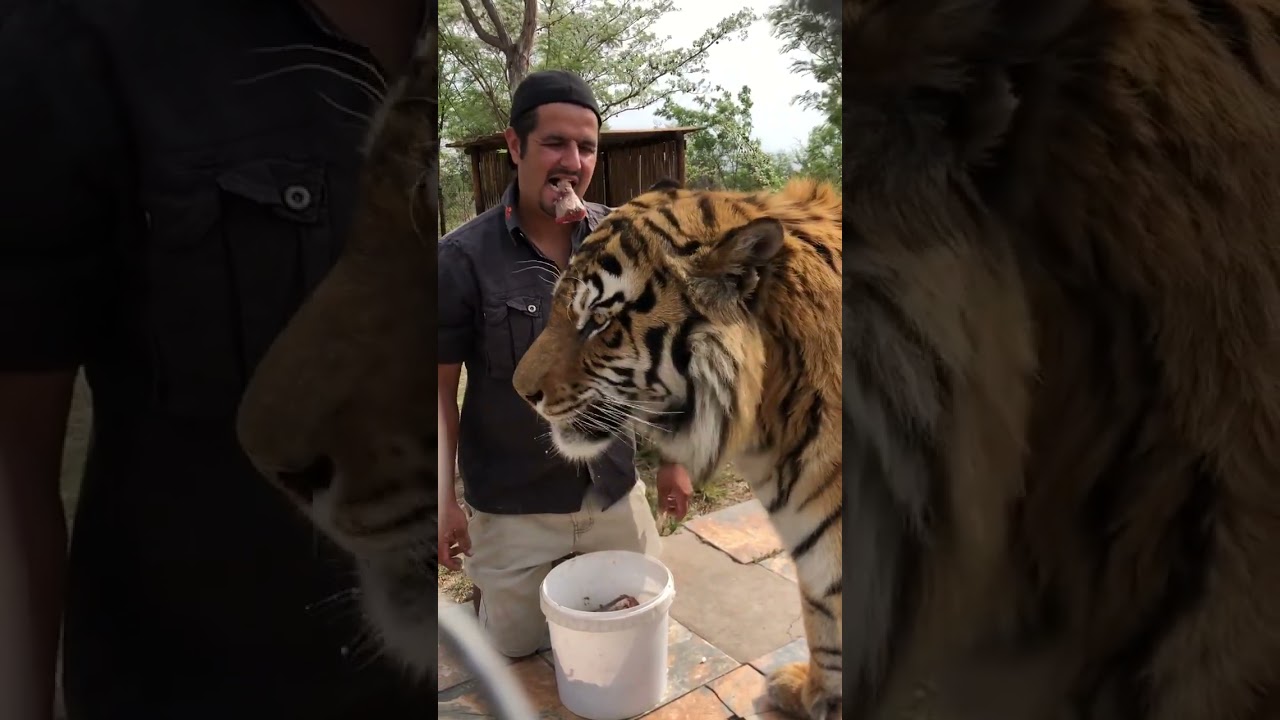 Jugomaro Predator Park, Tiger. 