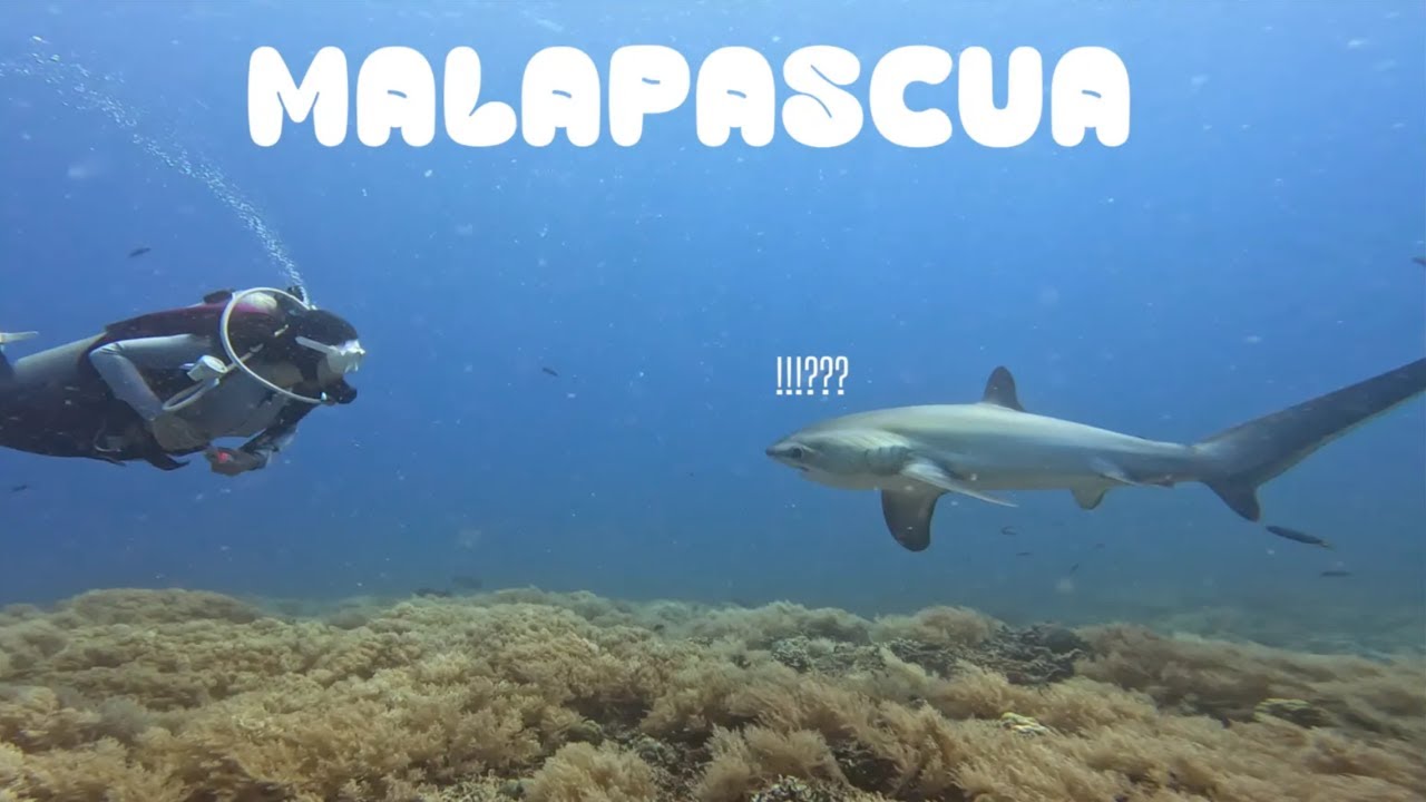 내 눈앞에 환도상어가!? 🦈| 말라파스쿠아 스쿠버다이빙 여행 영상 | 드래곤제이원리조트