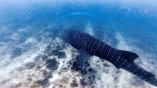 Manta & Whale Shark (Maldives)