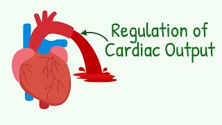 Regulation of Cardiac Output | How Increased Venous Return Increases Cardiac Output and MORE