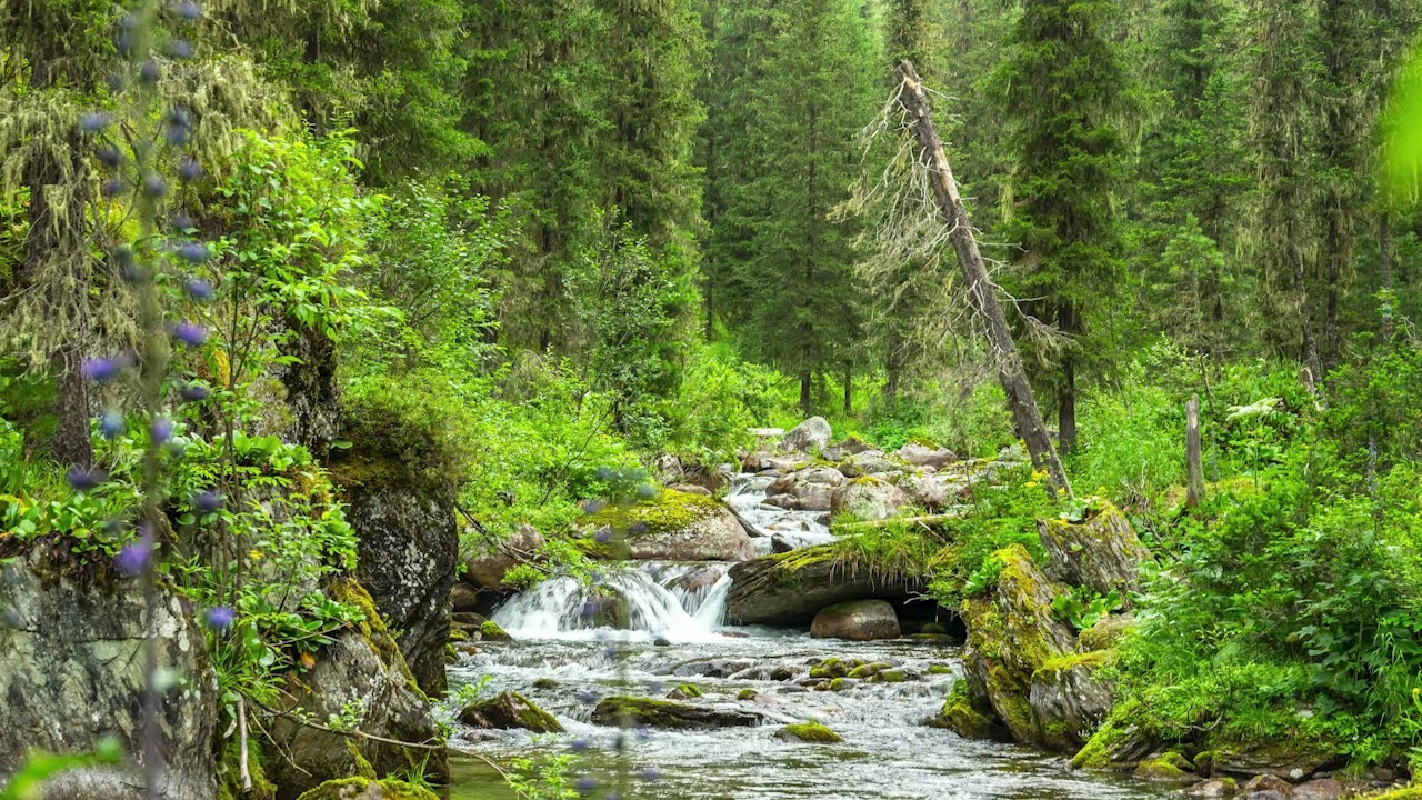 【作業用BGM】木漏れ日の中で｜森のチル・リラックス音楽 / 勉強・読書・睡眠にも