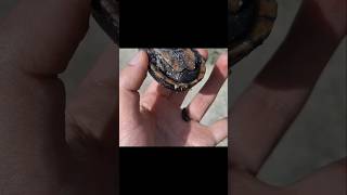 Turtle Poops On Me