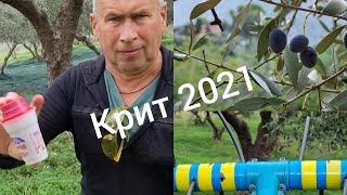 видео: Сбор оливок на Крите Урожай 2021 года картинка: Сбор оливок на Крите Урожай 2021 года