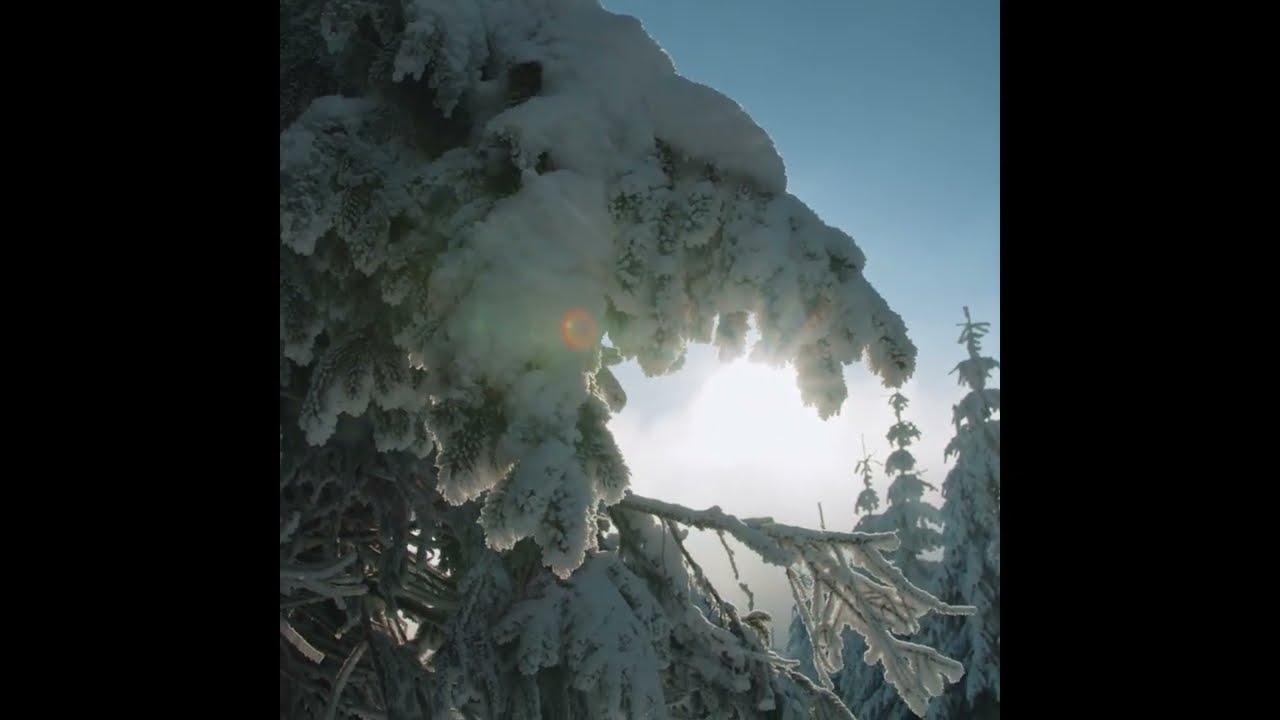 Свет Рождества