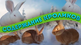 Содержание кроликов. Жизнь в деревне.