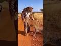 Funny Shorts. #funny #prank #shorts #reels #animals