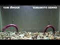 Yum dinger vs yamamoto senko