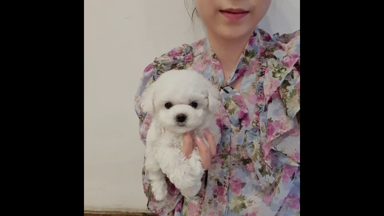 Beautiful bichon frise video lovely and cutest puppy Teacup puppies