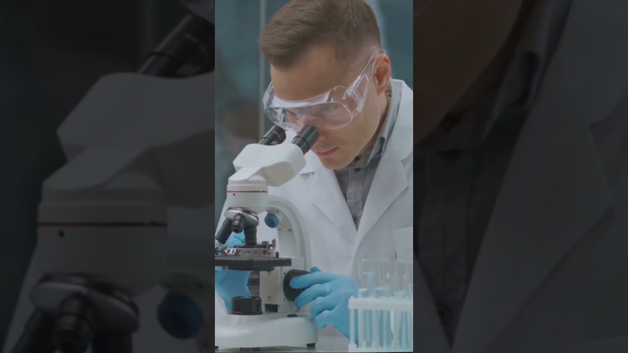 Engineered Silkworms Producing Spider Silk 