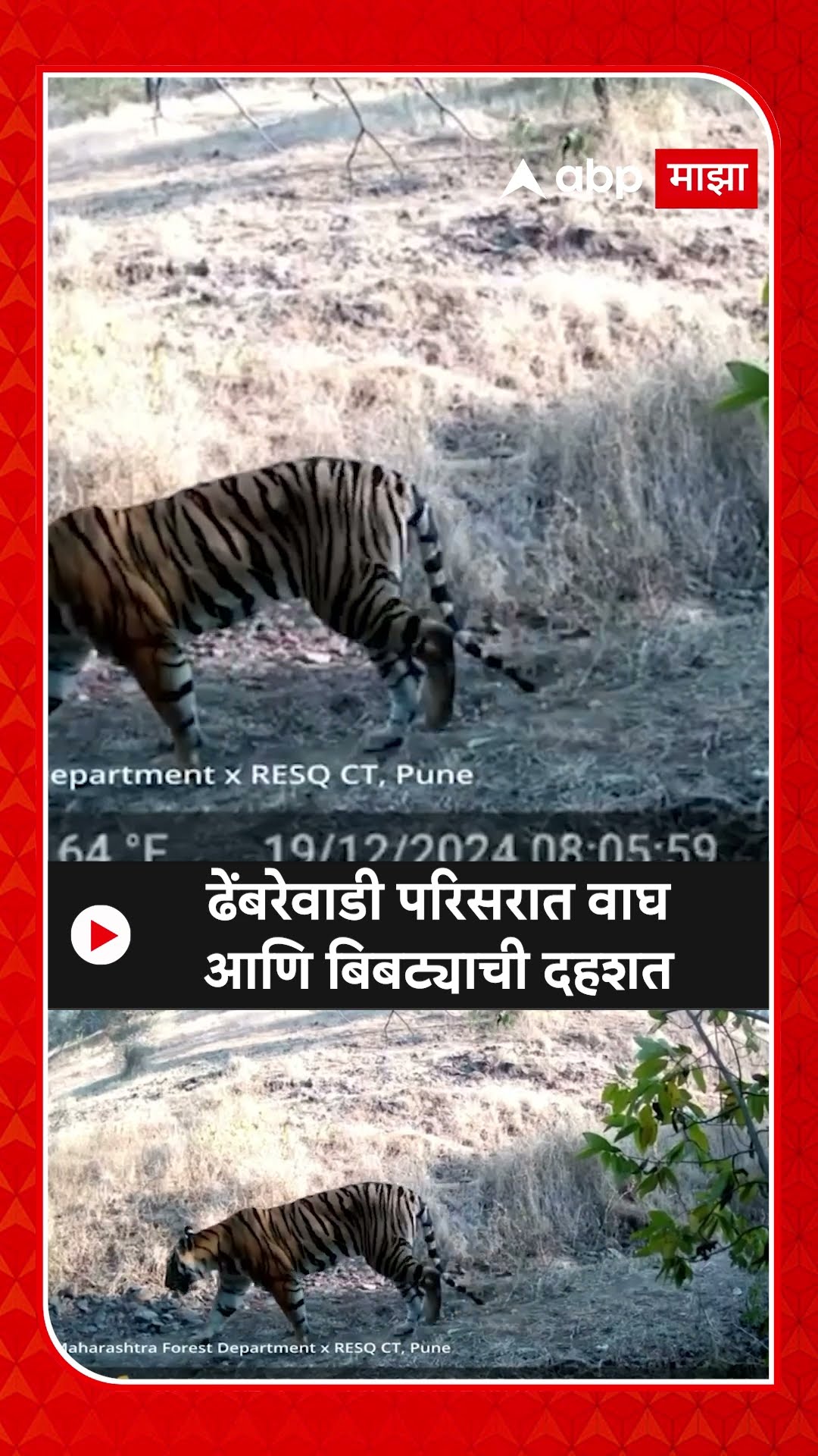 Dharashiv Leopard Spoted : ढेंबरेवाडी परिसरात वाघ आणि बिबट्याची दहशत