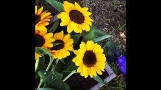 Burnside Farms  - Sunflowers