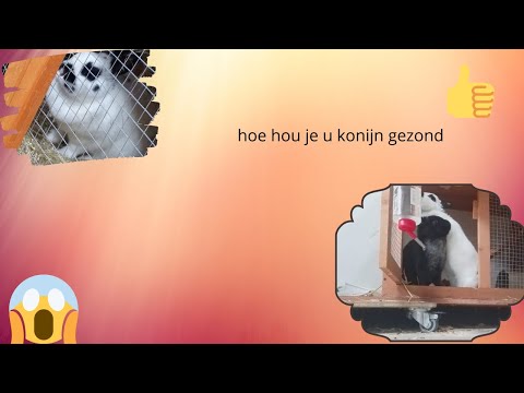 tips hoe hou je u konijn gezond