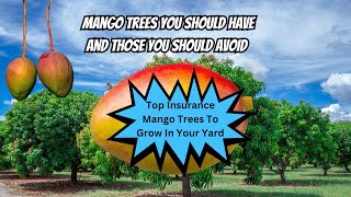 Download Lagu De beste ziekteresistente mangobomen voor Zuid-Florida: geen sproeien, geen zorgen! MP3 Download Lagu De beste ziekteresistente mangobomen voor Zuid-Florida: geen sproeien, geen zorgen! MP3